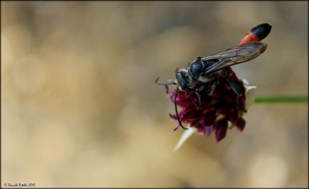 Ammophila sp., Sphecidae